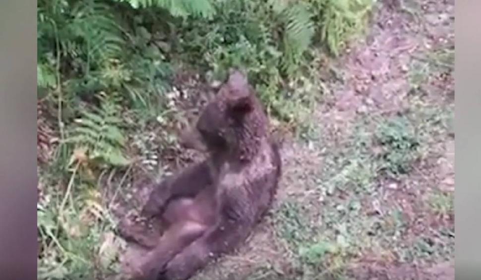 Un pui de urs brun s-a intoxicat cu miere halucinogenă | Singurul loc din lume unde se găsește  784558