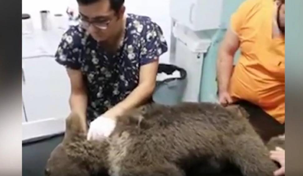 Un pui de urs brun s-a intoxicat cu miere halucinogenă | Singurul loc din lume unde se găsește  784559