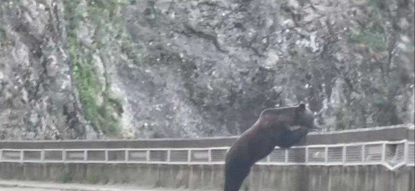 Imagini inedite cu puiul de urs care "cere îmbrăţişări" pe Transfăgărăşan 785042