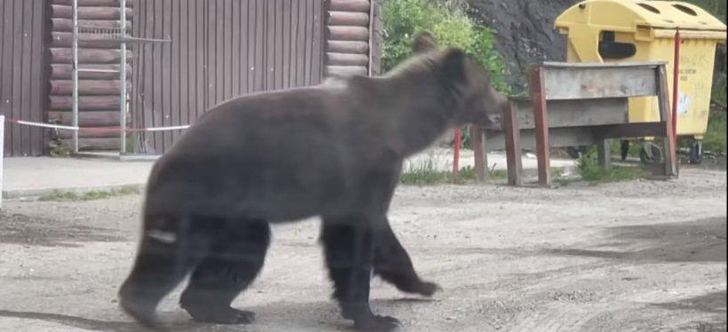 Imagini inedite cu puiul de urs care "cere îmbrăţişări" pe Transfăgărăşan 785043