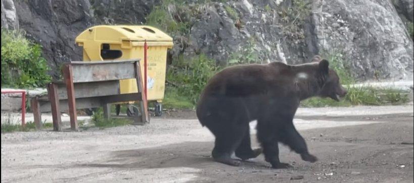 Imagini inedite cu puiul de urs care "cere îmbrăţişări" pe Transfăgărăşan 785044