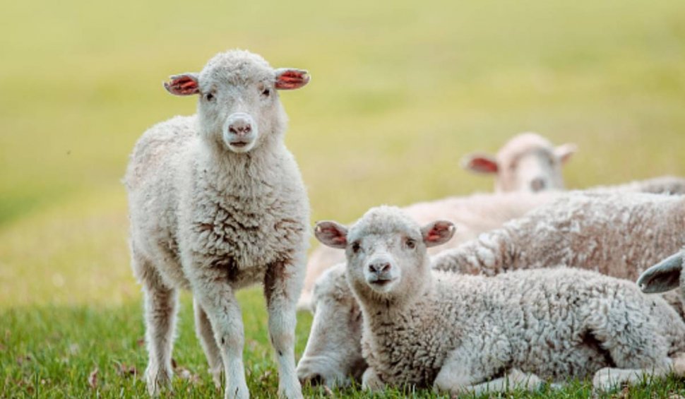 Un bărbat din Iași, obligat legal să meargă la școală după ce și-a lăsat oile să pască un lan de grâu