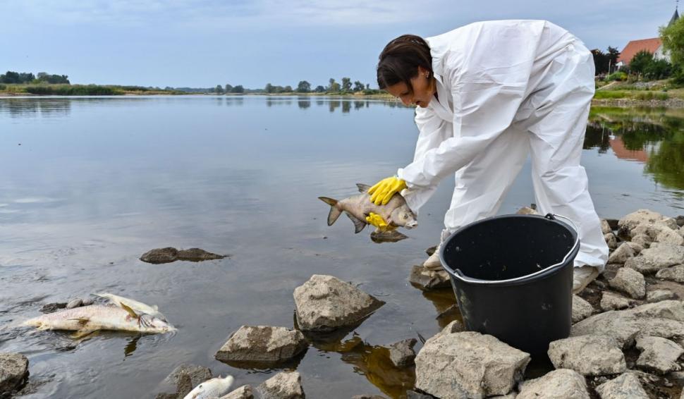 Misterul tonelor de pești morți la frontiera dintre Germania și Polonia | "N-am văzut în viața mea așa ceva!" 785159