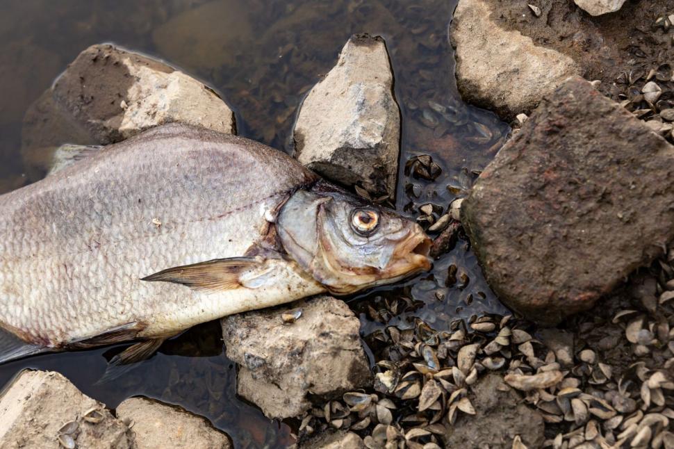 Misterul tonelor de pești morți la frontiera dintre Germania și Polonia | "N-am văzut în viața mea așa ceva!" 785163
