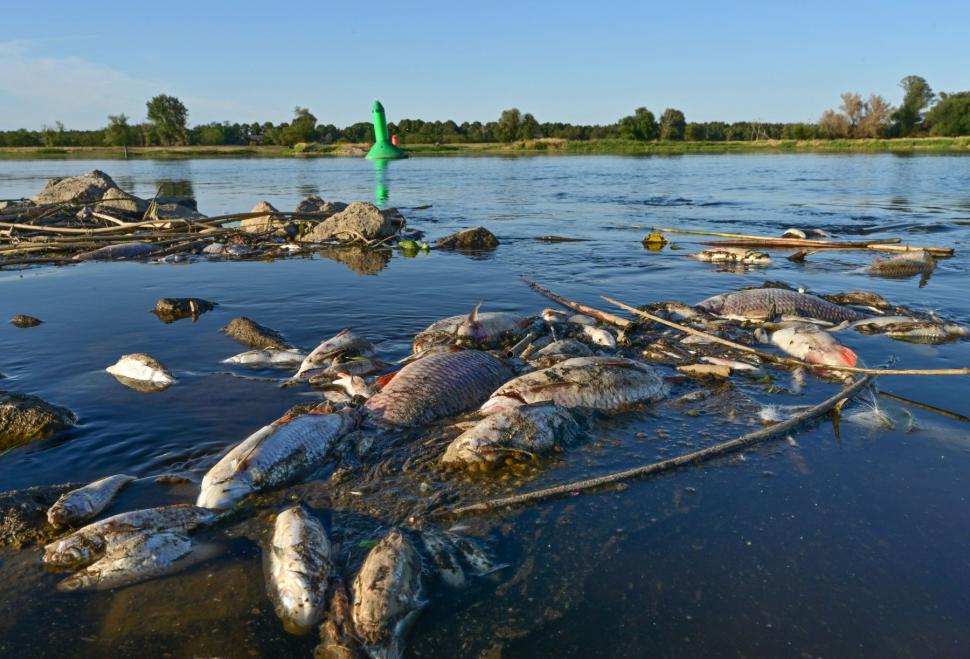 Misterul tonelor de pești morți la frontiera dintre Germania și Polonia | "N-am văzut în viața mea așa ceva!" 785164