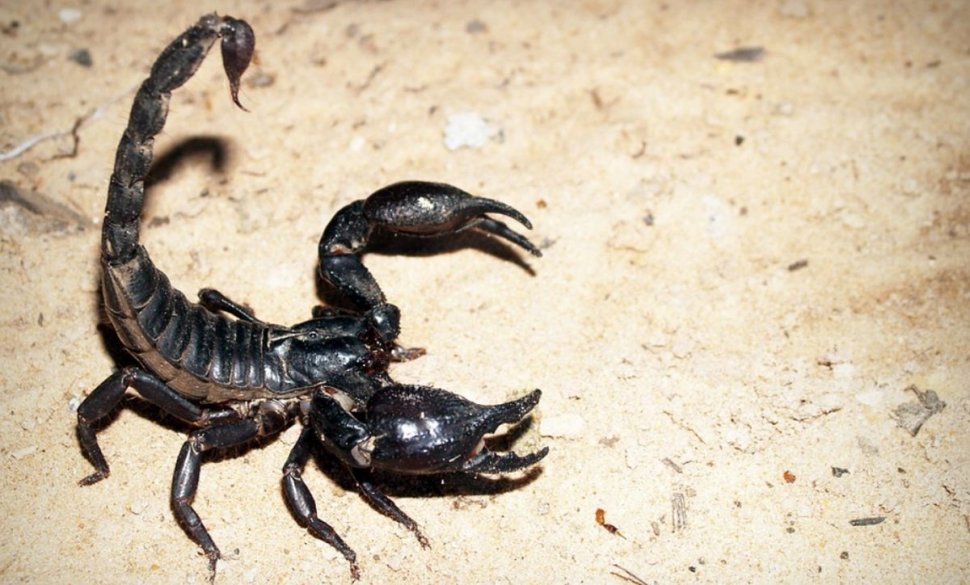 Afacere de succes în Turcia. Creşte mii de scorpioni pentru veninul lor extrem de scump. Un litru costă 10 milioane de dolari