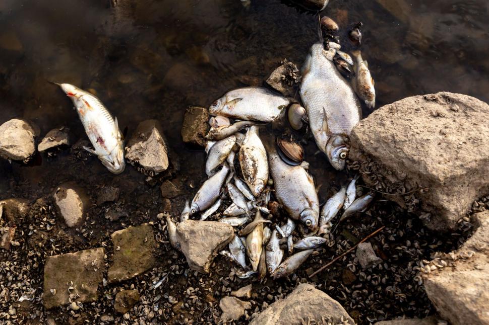 Misterul peștilor morți la granița dintre Germania și Polonia. Ce dezvăluie testele efectuate de un laborator german 785289