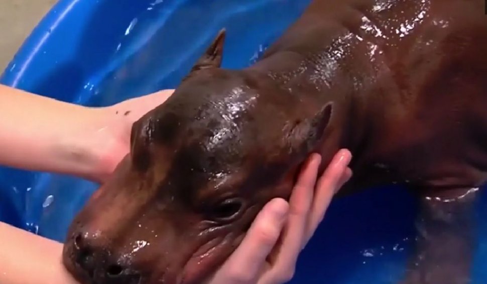 Concurs mondial de nume pentru un pui de hipopotam născut în SUA | Sora lui, Fiona, a ajuns o celebritate