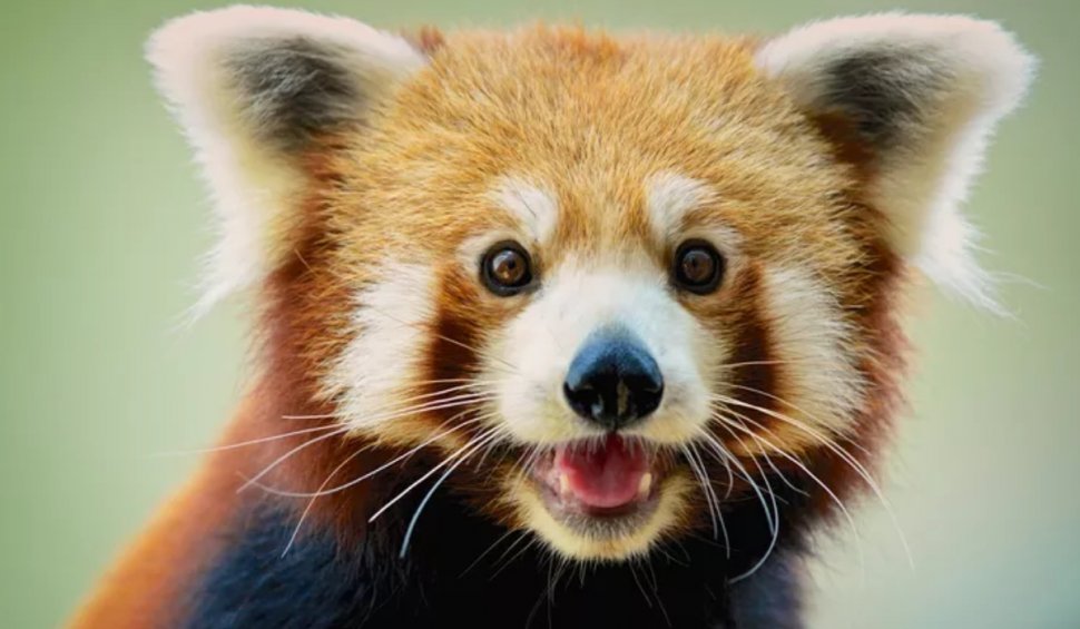 Un pui de panda roşu, o specie pe cale de dispariţie, s-a născut în Marea Britanie