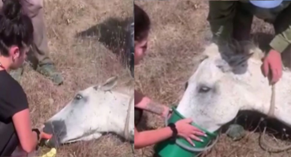 Un cal abandonat în soare, pe un câmp din Constanța, a fost salvat de oameni cu suflet