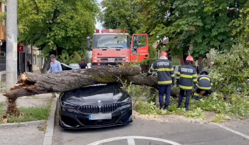 ”Puteam să jur că aşa se întâmplă!” - Un muncitor a scăpat un copac peste un BMW de peste 100.000 de euro, pe o stradă din Pitești