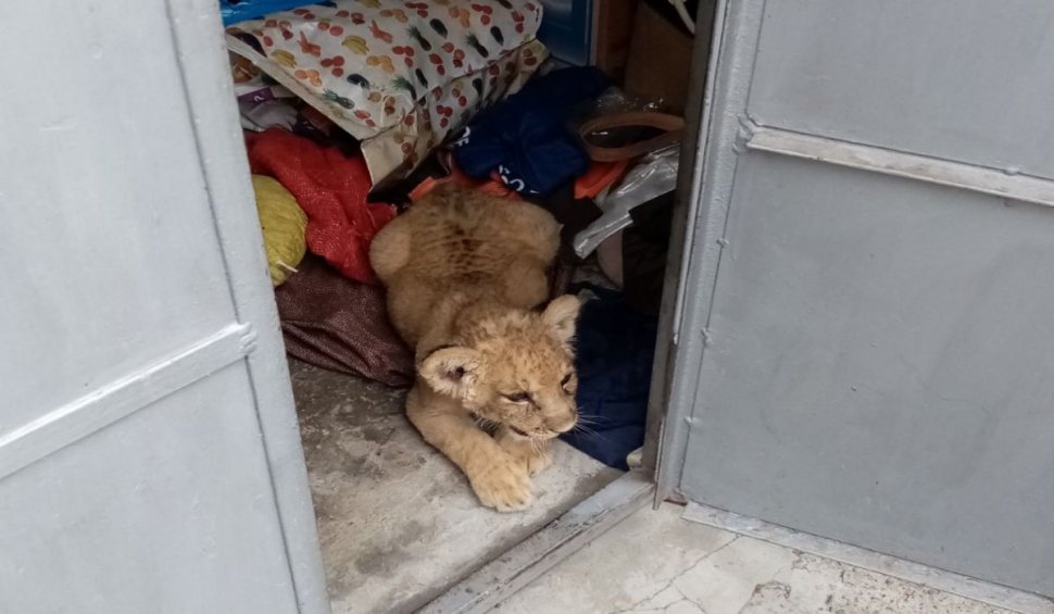 Pui de leu găsit în garajul unui bărbat din Rădăuţi