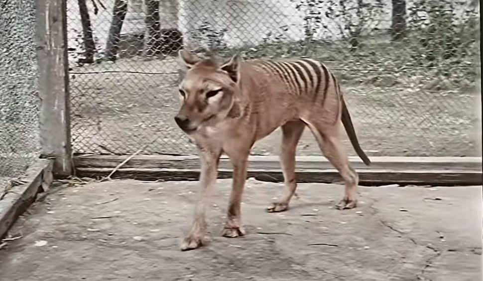 O specie rară de tigru, dispărută acum un secol, va fi readusă la viață | Primul experiment de acest gen din istorie 785514