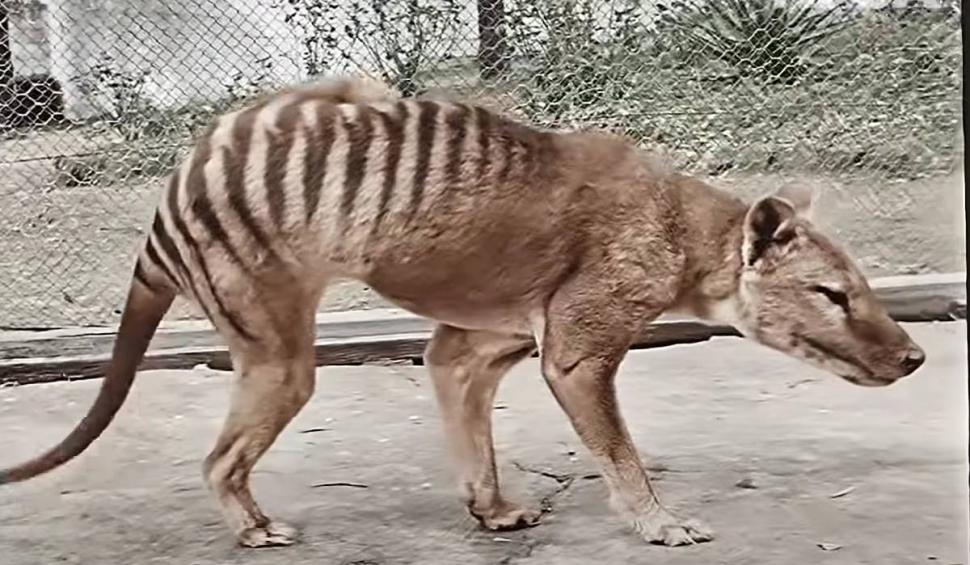 O specie rară de tigru, dispărută acum un secol, va fi readusă la viață | Primul experiment de acest gen din istorie 785515