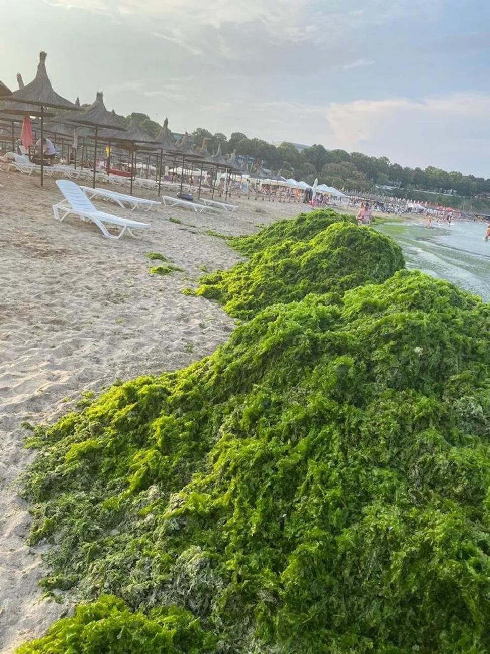 Mii de tone de alge strânse pe litoralul românesc în trei zile. Cantitatea este cât cea adunată în toată luna iunie 785599