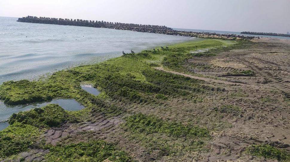 Mii de tone de alge strânse pe litoralul românesc în trei zile. Cantitatea este cât cea adunată în toată luna iunie 785600