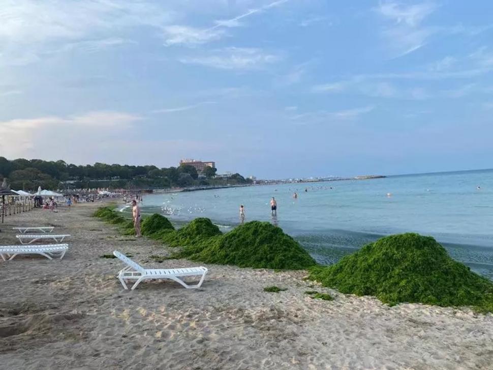 Mii de tone de alge strânse pe litoralul românesc în trei zile. Cantitatea este cât cea adunată în toată luna iunie 785601