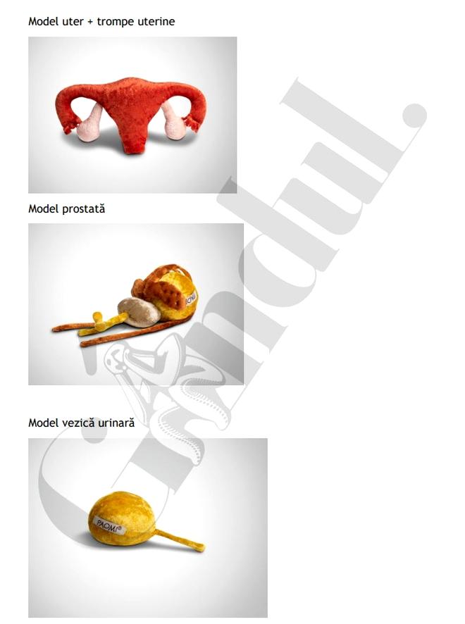 USR a propus alocarea în PNRR a 240.000€ pentru modele de penisuri şi vagine 785876