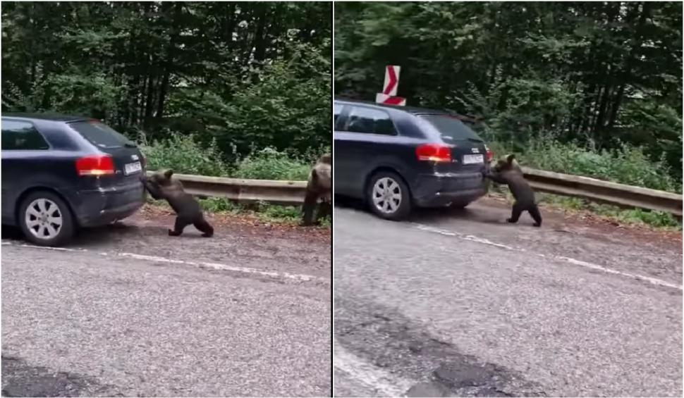 Un pui de urs "l-a ajutat" pe un șofer să pornească mașina, pe Trasfăgărășan | "Așa se întâmplă dacă rămâi fără motorină!"