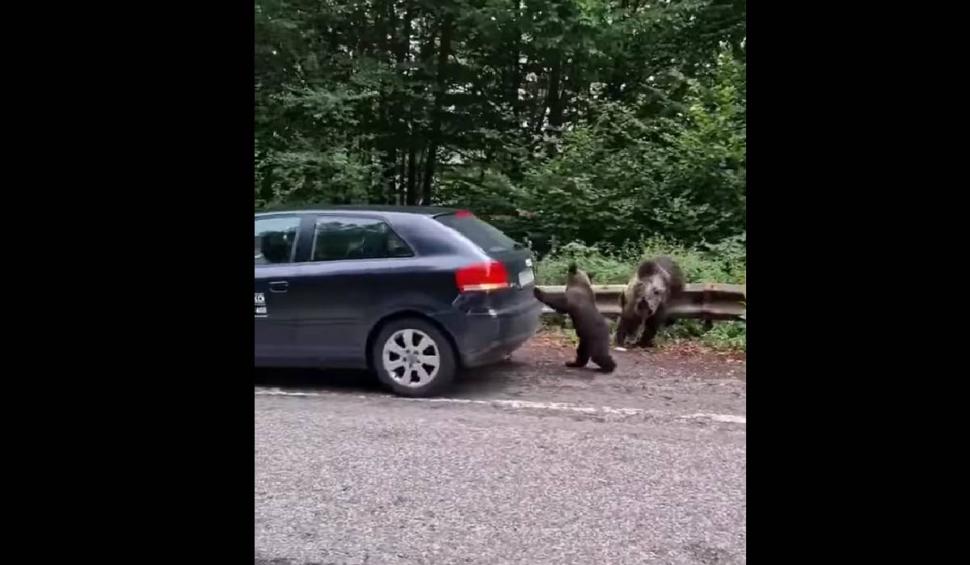 Un pui de urs "l-a ajutat" pe un șofer să pornească mașina, pe Trasfăgărășan | "Așa se întâmplă dacă rămâi fără motorină!" 786032