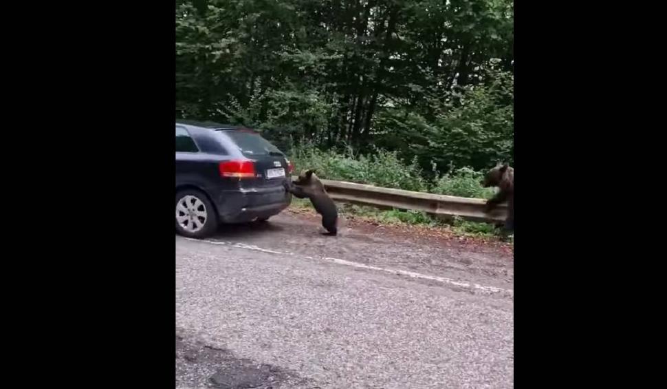 Un pui de urs "l-a ajutat" pe un șofer să pornească mașina, pe Trasfăgărășan | "Așa se întâmplă dacă rămâi fără motorină!" 786033