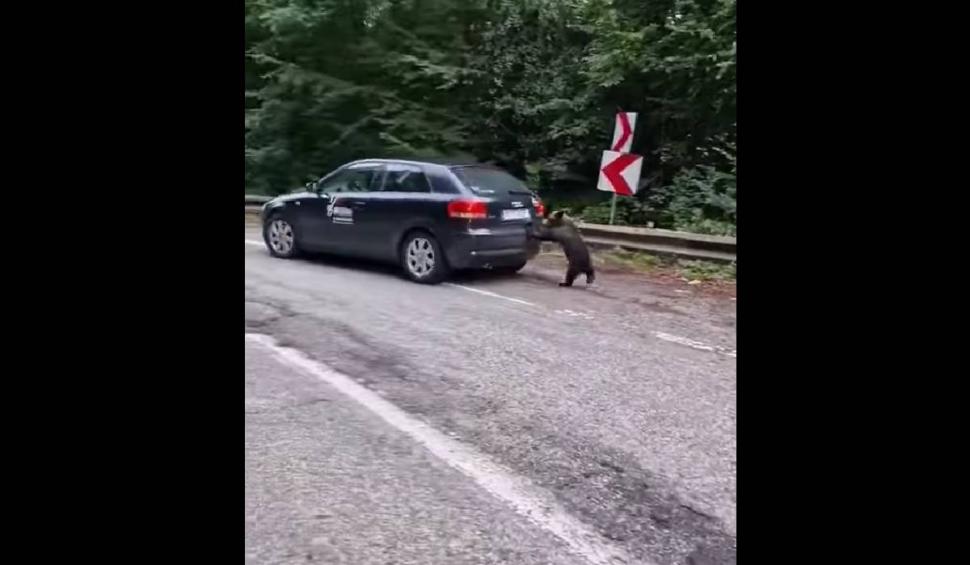 Un pui de urs "l-a ajutat" pe un șofer să pornească mașina, pe Trasfăgărășan | "Așa se întâmplă dacă rămâi fără motorină!" 786034