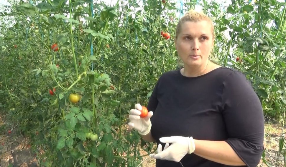 O româncă a dat lovitura pe internet cu roşiile pe care le cultivă în sere, în Caraş-Severin