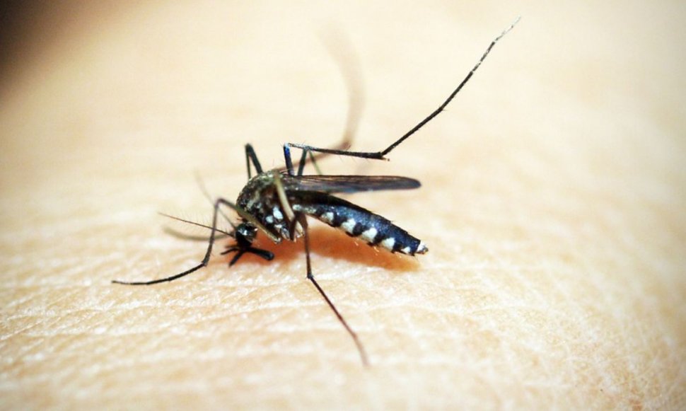 Invazie de țânțari în București. Boala mortală care poate fi cauzată de înțepătura insectei