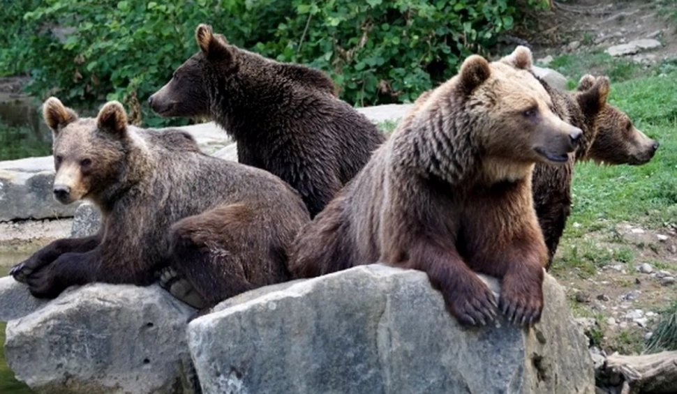 Ursoaică și trei pui, abandonați în fața unei case din Prahova, după ce au fost tranchilizați