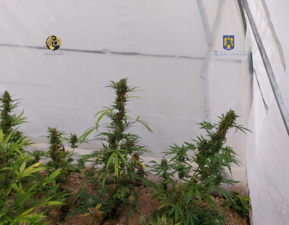Canabis cultivat în sere, pe o suprafaţă de 60.000 de metri pătraţi, într-o zonă din munţi, în Bihor 786529
