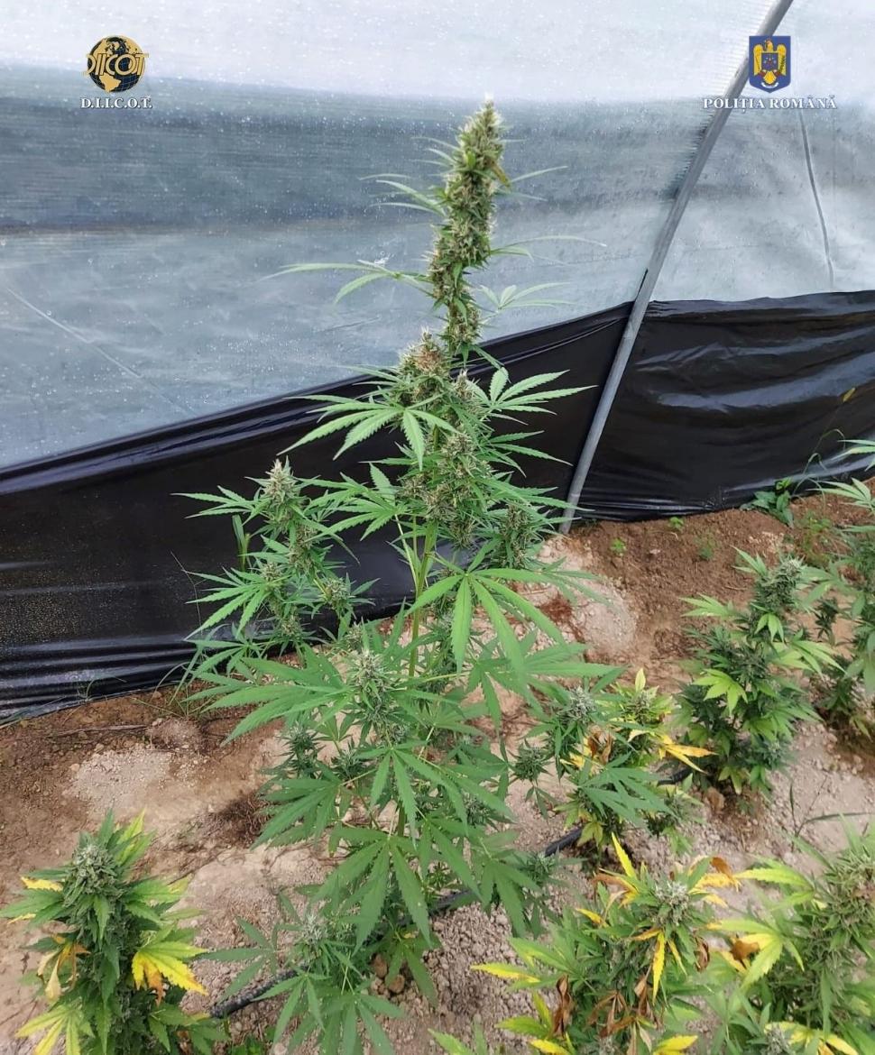 Canabis cultivat în sere, pe o suprafaţă de 60.000 de metri pătraţi, într-o zonă din munţi, în Bihor 786530