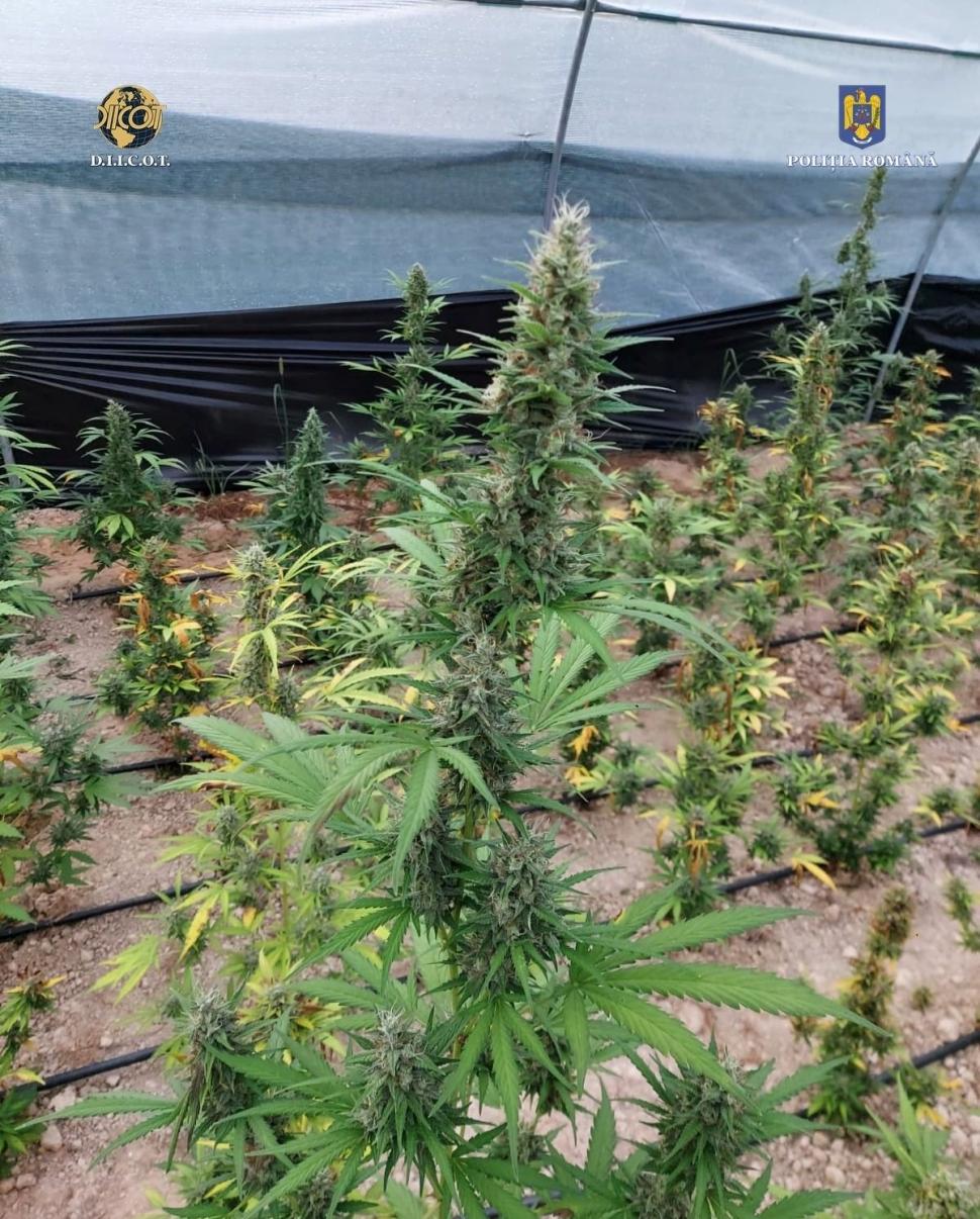 Canabis cultivat în sere, pe o suprafaţă de 60.000 de metri pătraţi, într-o zonă din munţi, în Bihor 786533