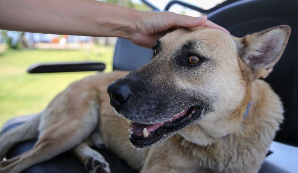 Lecţia oferită de un câine, pe o stradă din Curtea de Argeş: "L-a păzit ca un prieten adevărat"