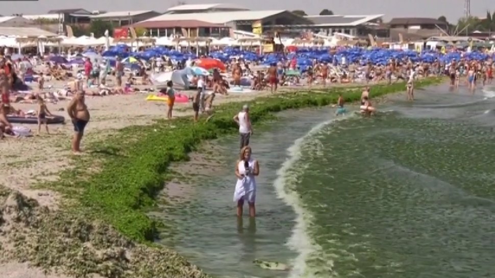 Invazie de alge la malul mării! Turiștii de la Costineşti sunt nevoiți să îndure mirosul neplăcut