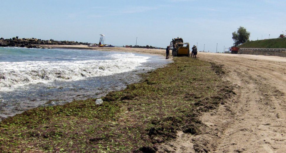 Peste 1.000 de tone de alge au fost strânse din sudul litoralului, în weekendul trecut