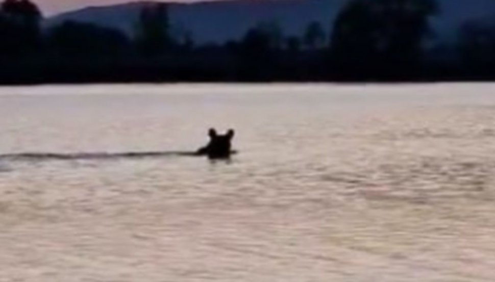 Un urs a fost filmat de un pescar cum traversează râul Olt, la Porumbacu