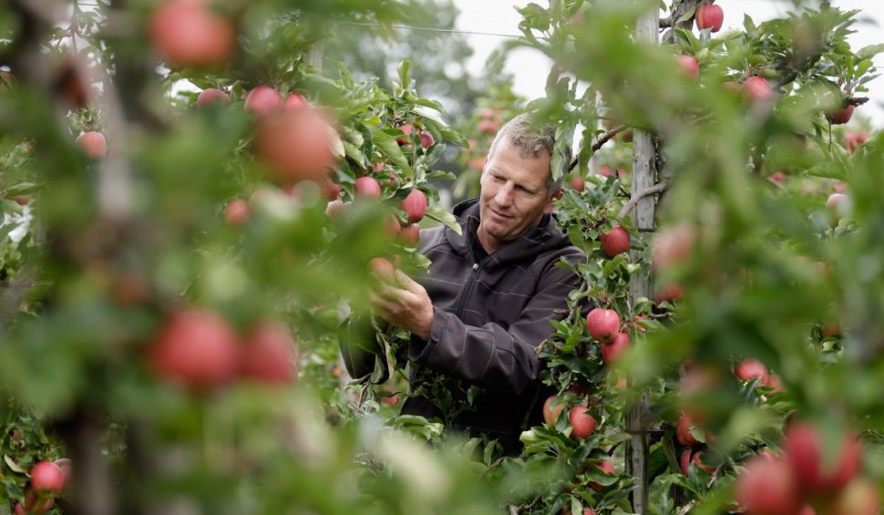 Ce salariu au românii care merg să culeagă mere în Germania | ”Cazarea si masa sunt oferite de angajatori”