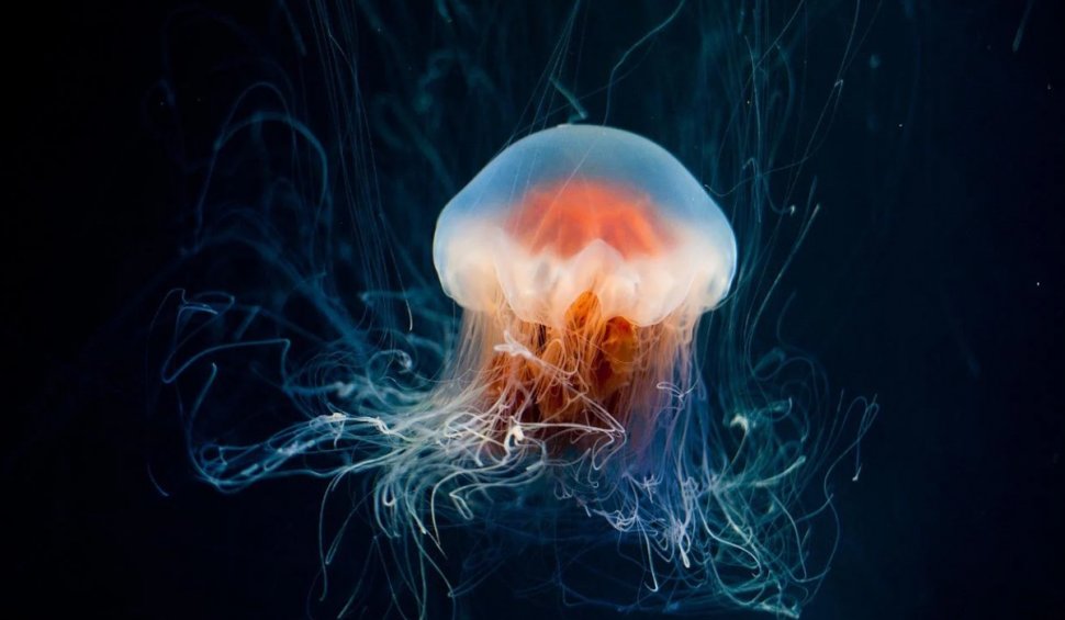 Încă un pas spre dezlegarea secretului imortalității: Oamenii de știință au descoperit codul genetic al meduzei nemuritoare
