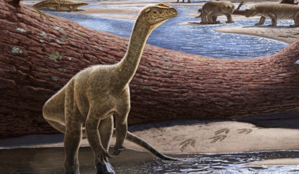Cel mai vechi dinozaur din Africa a fost găsit în Zimbabwe. Are peste 230 de milioane de ani