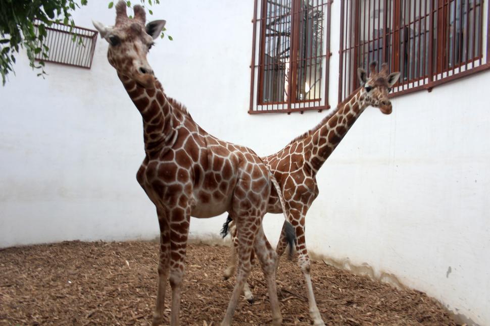 Singurele girafe din România au sosit la Grădina Zoologică din Târgu Mureș: Primele imagini cu Pumpkin și Kamala 787737