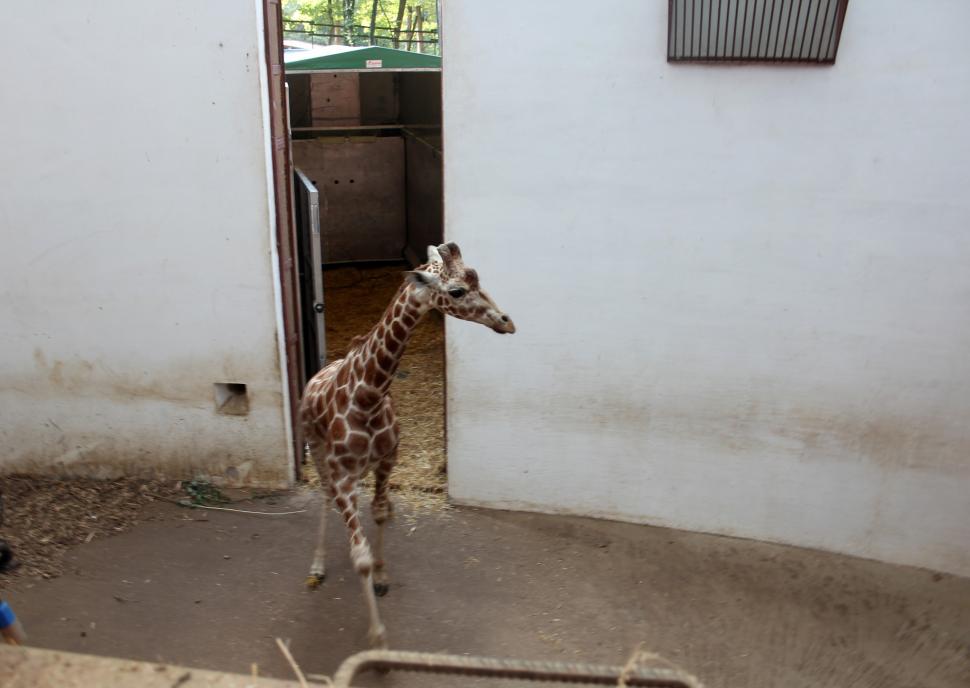 Singurele girafe din România au sosit la Grădina Zoologică din Târgu Mureș: Primele imagini cu Pumpkin și Kamala 787739