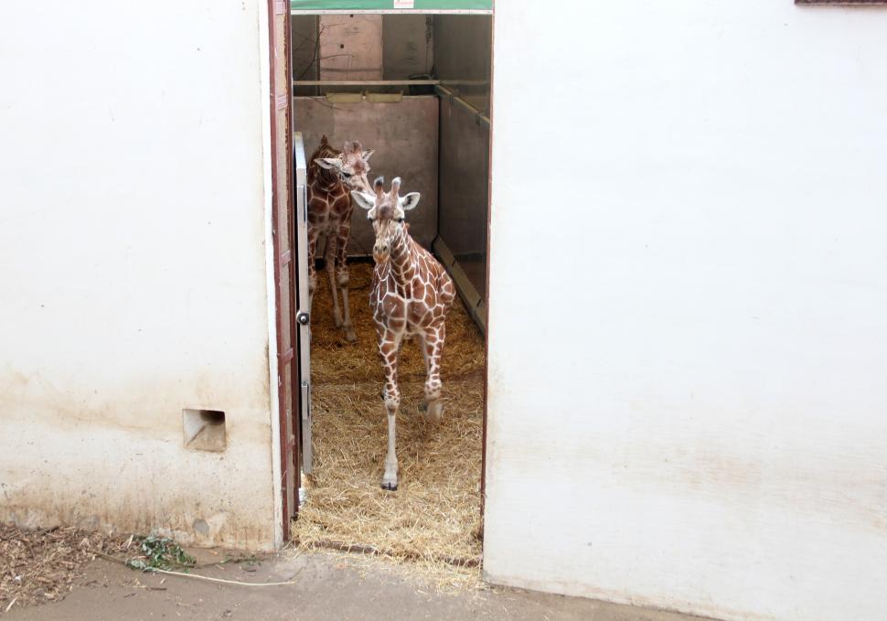 Singurele girafe din România au sosit la Grădina Zoologică din Târgu Mureș: Primele imagini cu Pumpkin și Kamala 787740