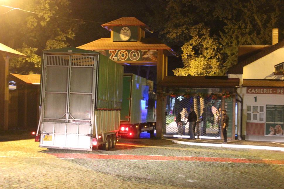 Singurele girafe din România au sosit la Grădina Zoologică din Târgu Mureș: Primele imagini cu Pumpkin și Kamala 787742