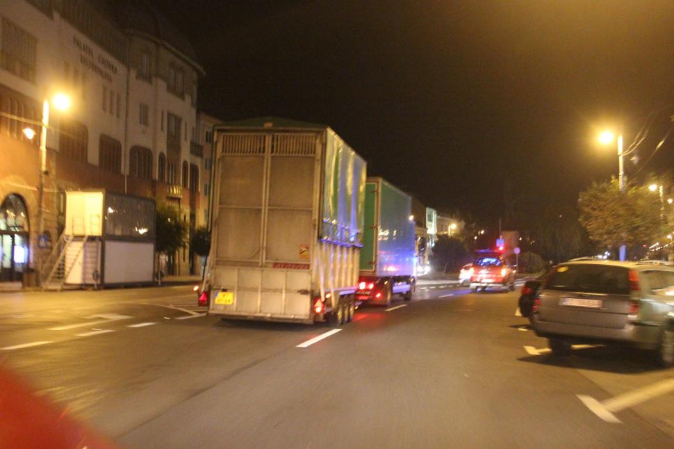 Singurele girafe din România au sosit la Grădina Zoologică din Târgu Mureș: Primele imagini cu Pumpkin și Kamala 787744