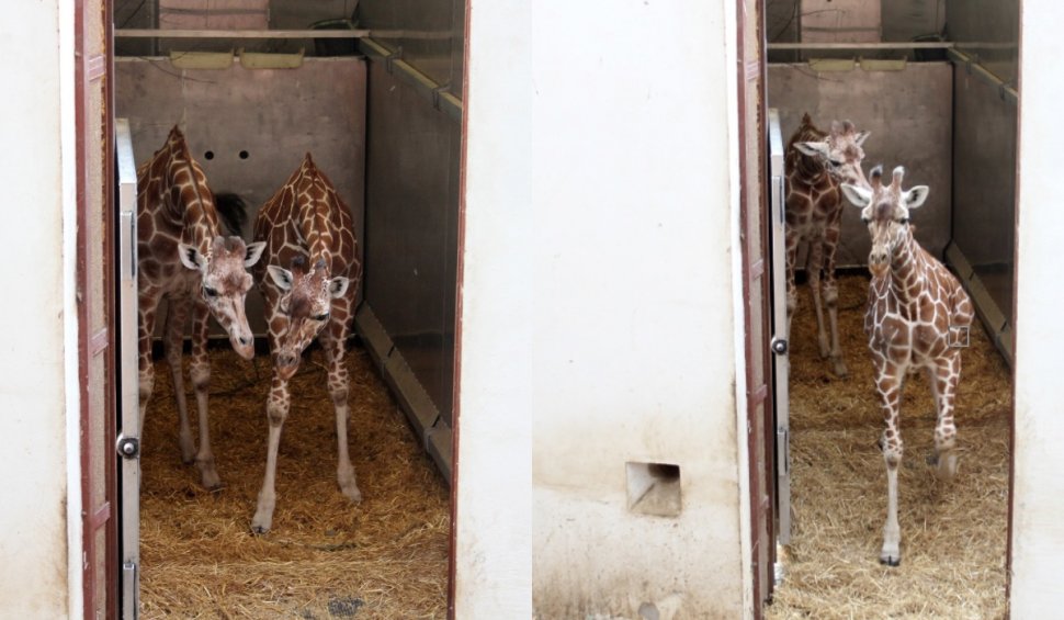 Singurele girafe din România au sosit la Grădina Zoologică din Târgu Mureș: Primele imagini cu Pumpkin și Kamala