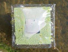 Un român de la Cambridge a inventat frunze artificiale care produc combustibil din apă și lumină 788030