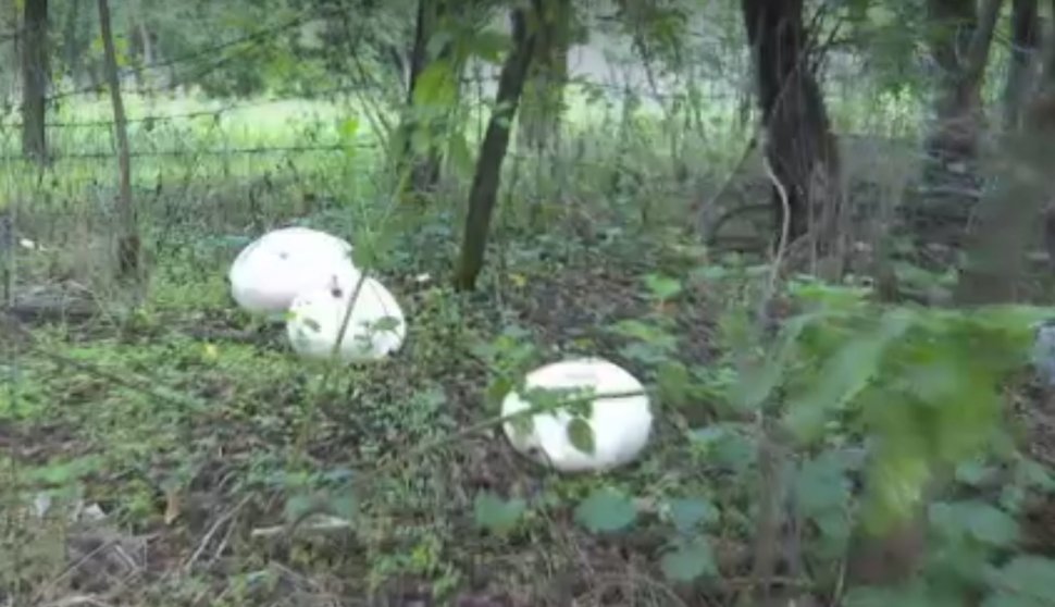 "Ne e frică să mâncăm aşa ceva" | Ciuperci-mutant de 3 kilograme, apărute în Gorj după ultima ploaie
