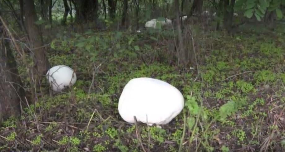 "Ne e frică să mâncăm aşa ceva" | Ciuperci-mutant de 3 kilograme, apărute în Gorj după ultima ploaie 788294