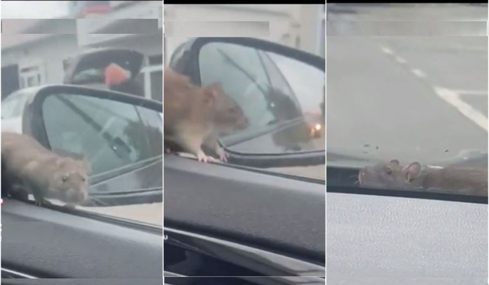 Momentul în care un şobolan îi sare şoferului pe parbrizul maşinii, chiar în timp ce conduce, în Bucureşti