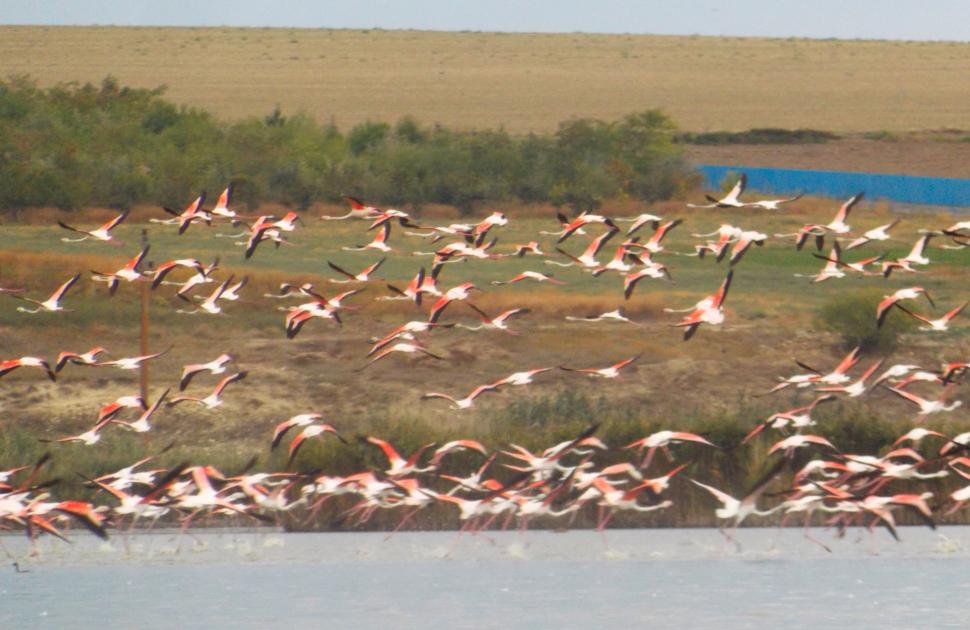 Sute de flamingo, observate pe lacul Goloviţa, lângă Jurilovca: "Este foarte posibil ca păsările să fi ajuns la noi din cauza războiului" 788494